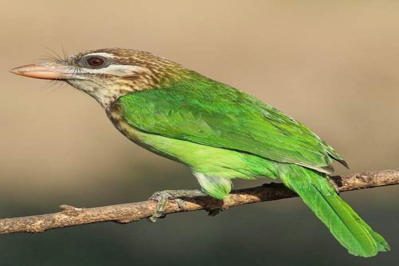 Coppersmith Barbet's  calling in Bangalore, India